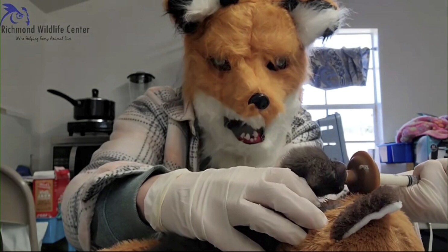 Red fox costume on sale